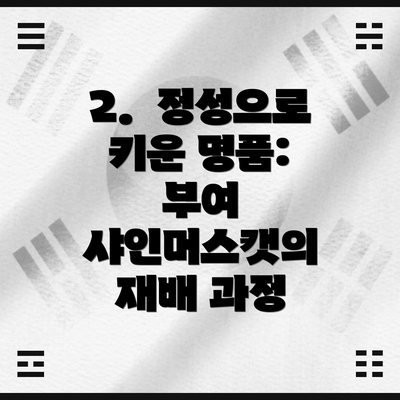 2.  정성으로 키운 명품: 부여 샤인머스캣의 재배 과정
